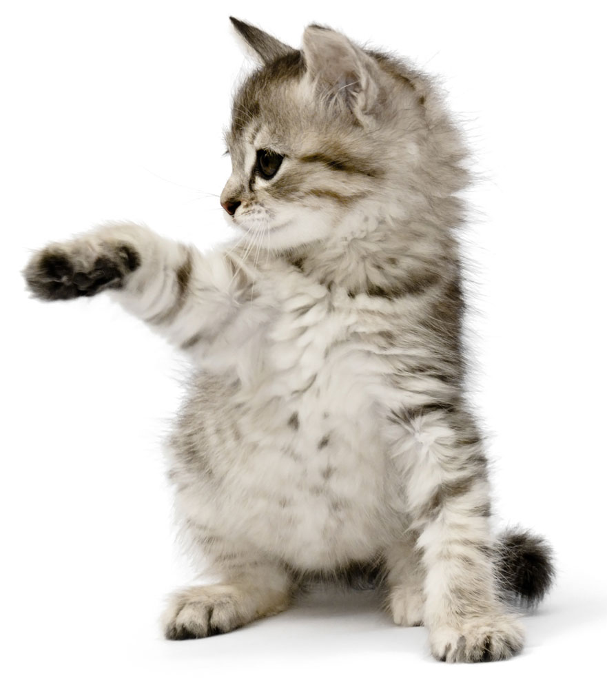 cat2 cat2
